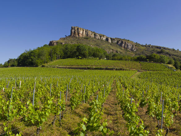 Wino francuskie AOP Pouilly Fuisse Vieilles Vignes Jacques Dépagneux
