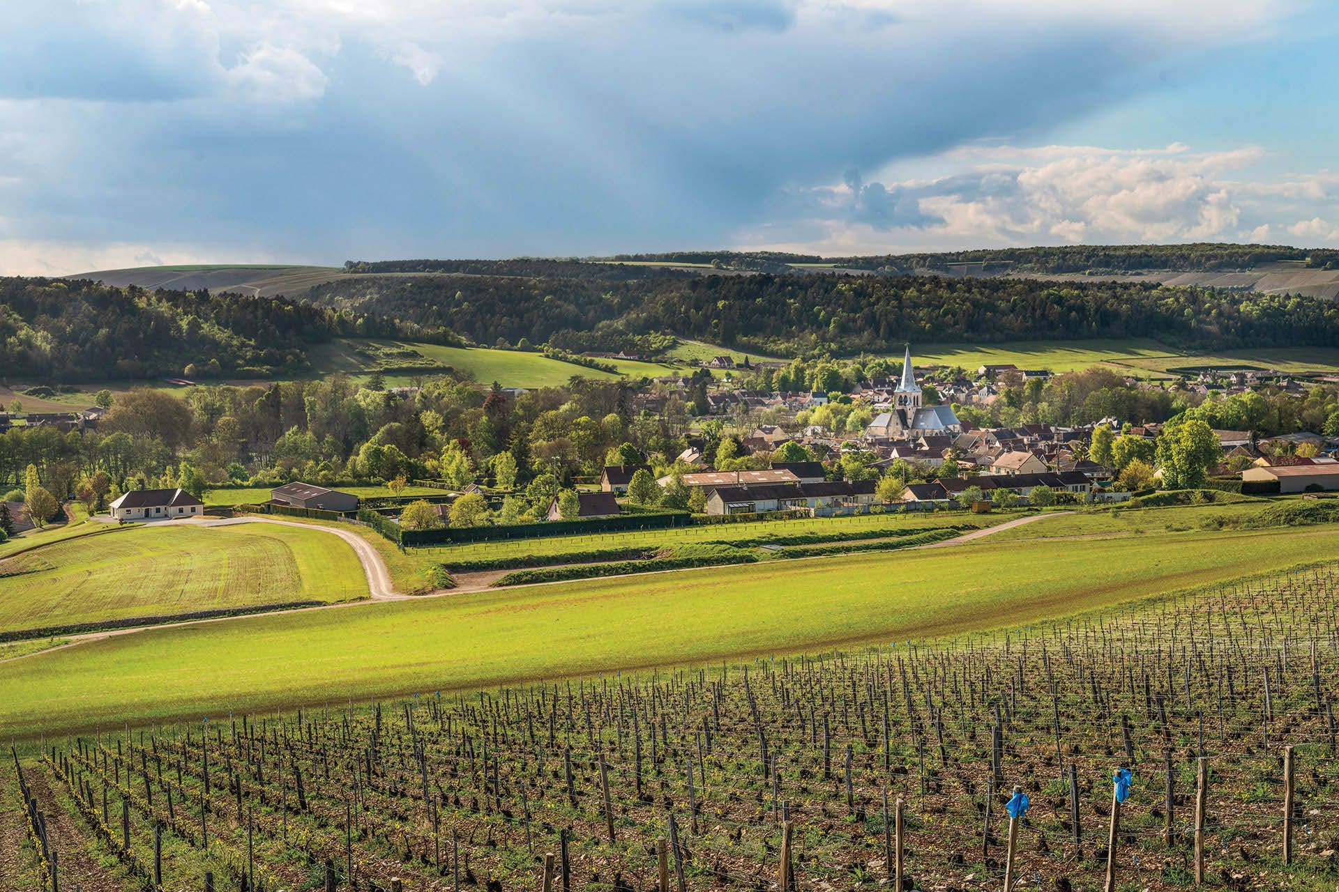 Wino francuskie musujące AOP Crémant D'Alsace Saint Éloi Brut