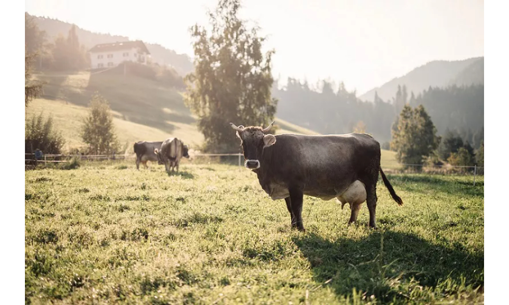 Włoski ser dojrzewający Formaggio Alta Badia | Ser bez laktozy i glutenu