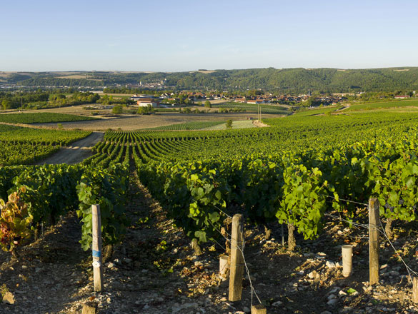Wino francuskie Bourgogne Epineuil Domaine Dampt AOP